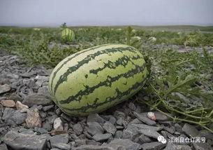 1元吃网红瓜,网红瓜盛宴来袭！