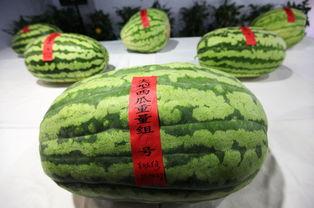 吃瓜王150斤,揭秘他的美食世界与生活态度