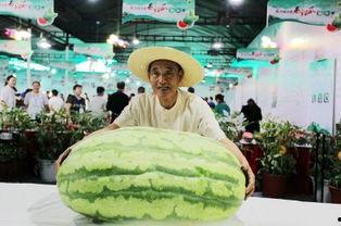 吃瓜王150斤,揭秘他的美食世界与生活态度