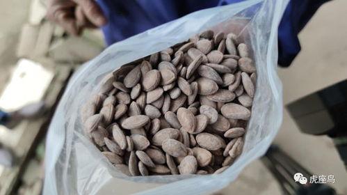 靠吃瓜挣钱,揭秘靠吃瓜赚钱的神奇之路