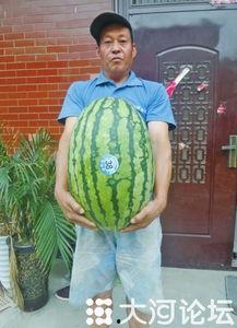 51斤吃瓜视频,揭秘瓜果界的“重量级”传奇