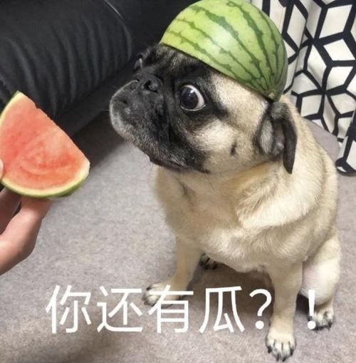吃瓜吃狗头的表情包,揭秘吃瓜吃狗头表情包的流行奥秘