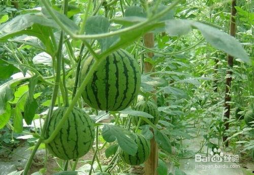 10月吃大瓜,明星秘闻、恋情曝光，精彩纷呈！