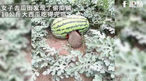 10月吃大瓜,明星秘闻、恋情曝光，精彩纷呈！