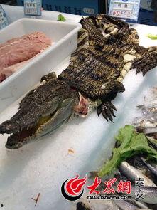 鳄鱼吃瓜,瓜果飘香中的生存智慧