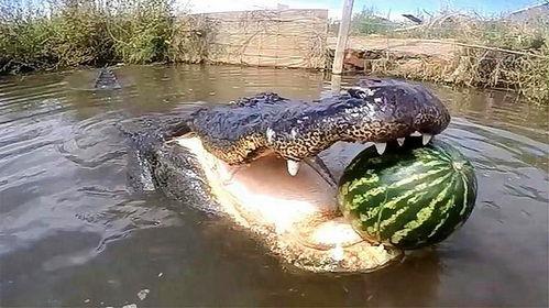 鳄鱼吃瓜,瓜果飘香中的生存智慧