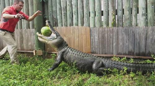 鳄鱼吃瓜,瓜果飘香中的生存智慧