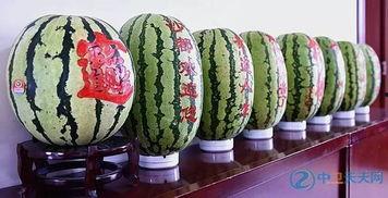 柜台吃瓜,揭秘日常生活中的小确幸