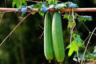 冬季吃三瓜虫草不如它,三瓜虫草的滋补替代品