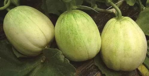 产妇可以吃小圆瓜吗,产妇可适量食用的小圆瓜