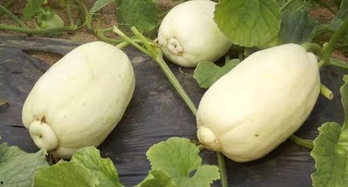 产妇可以吃小圆瓜吗,产妇可适量食用的小圆瓜