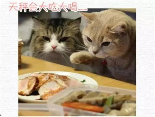 喵酱吃瓜看戏,揭秘娱乐圈幕后故事