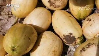 内环吃瓜,揭秘吃瓜群众的狂欢盛宴