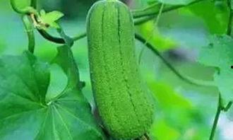 秋后吃三瓜是哪三瓜,揭秘“秋后吃三瓜”的神奇功效