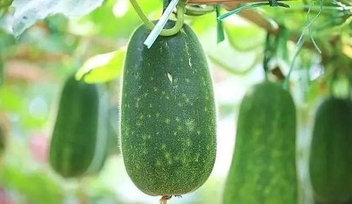 秋后吃三瓜是哪三瓜,揭秘“秋后吃三瓜”的神奇功效