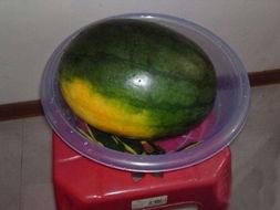 山阳吃瓜,揭秘当地特色美食背后的故事