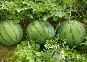 只要有瓜吃就好