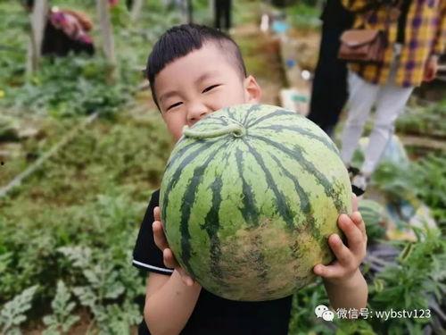 张二庄吃瓜,揭秘农村生活的酸甜苦辣