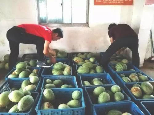 张二庄吃瓜,揭秘农村生活的酸甜苦辣