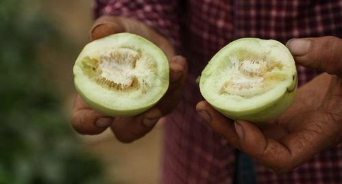 张二庄吃瓜,揭秘农村生活的酸甜苦辣