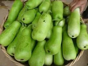 儿童吃臭瓜葫芦根,臭瓜葫芦根的奇妙之旅