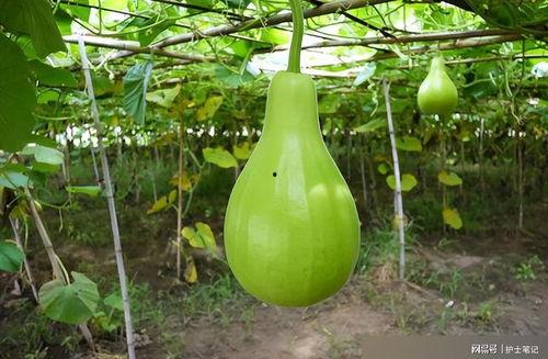 儿童吃臭瓜葫芦根,臭瓜葫芦根的奇妙之旅