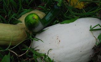 大家尽情吃瓜,全民共享吃瓜盛宴