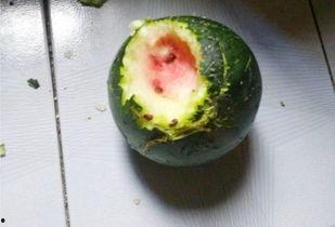 普瓜咋吃,探索家常美味新境界