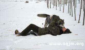 梦到狼吃瓜,狼口逃生记