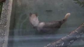 梦到狼吃瓜,狼口逃生记