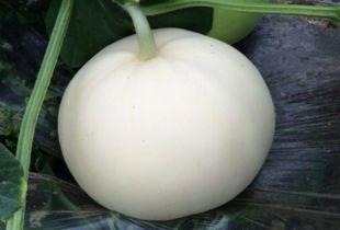 绿梨瓜怎么吃,绿梨瓜的多彩食法探索