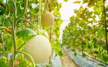 绿梨瓜怎么吃,绿梨瓜的多彩食法探索