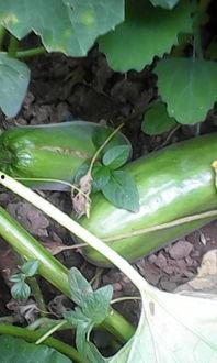 什么动物吃瓜茎干最多,揭秘食瓜动物之王”