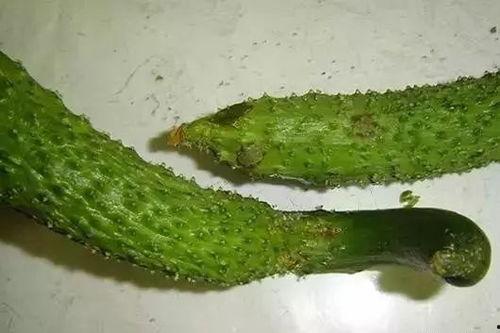 什么动物吃瓜茎干最多,揭秘食瓜动物之王”