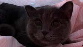 吃瓜的小猫图片,小猫的趣味瞬间