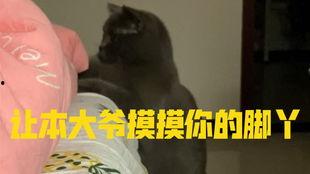 吃瓜的小猫图片,小猫的趣味瞬间