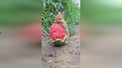 小兔吃瓜视频,萌宠美食大揭秘