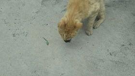 猫抓老吃瓜,老吃瓜成日常趣事