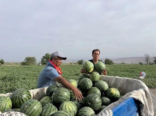 西昌大型吃瓜现场