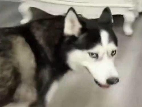 哈士奇不忘吃瓜,瓜界忠犬，吃瓜不忘