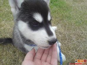 哈士奇不忘吃瓜,瓜界忠犬，吃瓜不忘