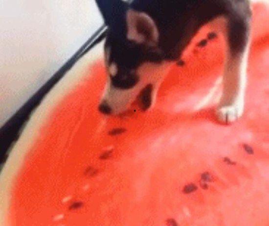 哈士奇不忘吃瓜,瓜界忠犬，吃瓜不忘