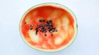 抱着瓜碗吃西瓜