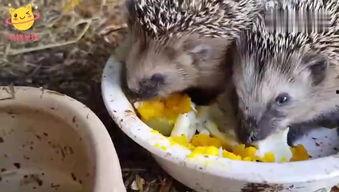 瓜条哥吃刺猬,太拼了！