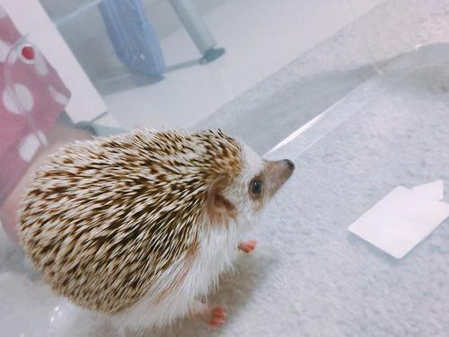 瓜条哥吃刺猬,太拼了！