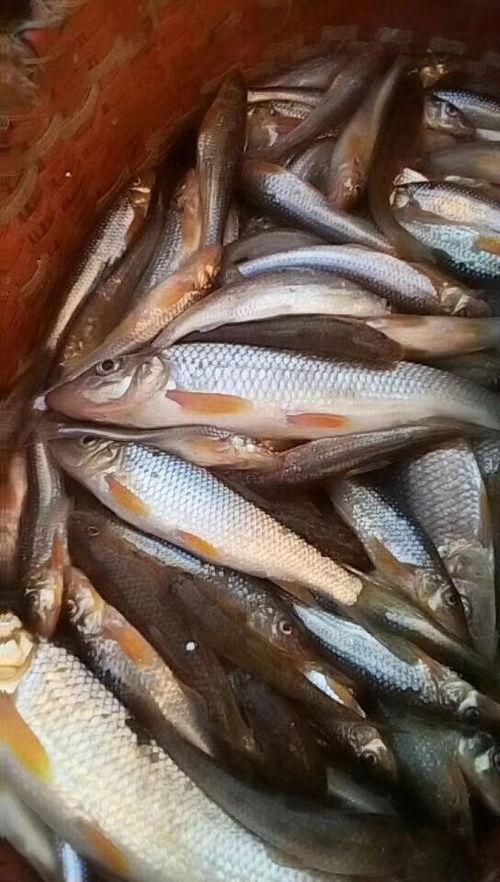 718吃瓜网站小鱼,揭秘娱乐圈幕后故事