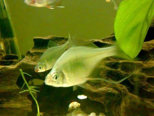 718吃瓜网站小鱼,揭秘娱乐圈幕后故事