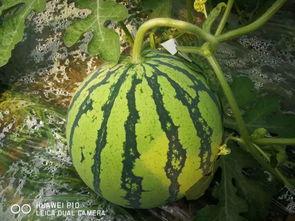 千切吃瓜,揭秘娱乐圈幕后故事