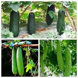 吃瓜高手视频大全,视频大全中的趣味与智慧