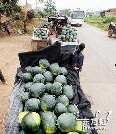 惠州龙门吃瓜事件,一场引发热议的街头冲突纪实